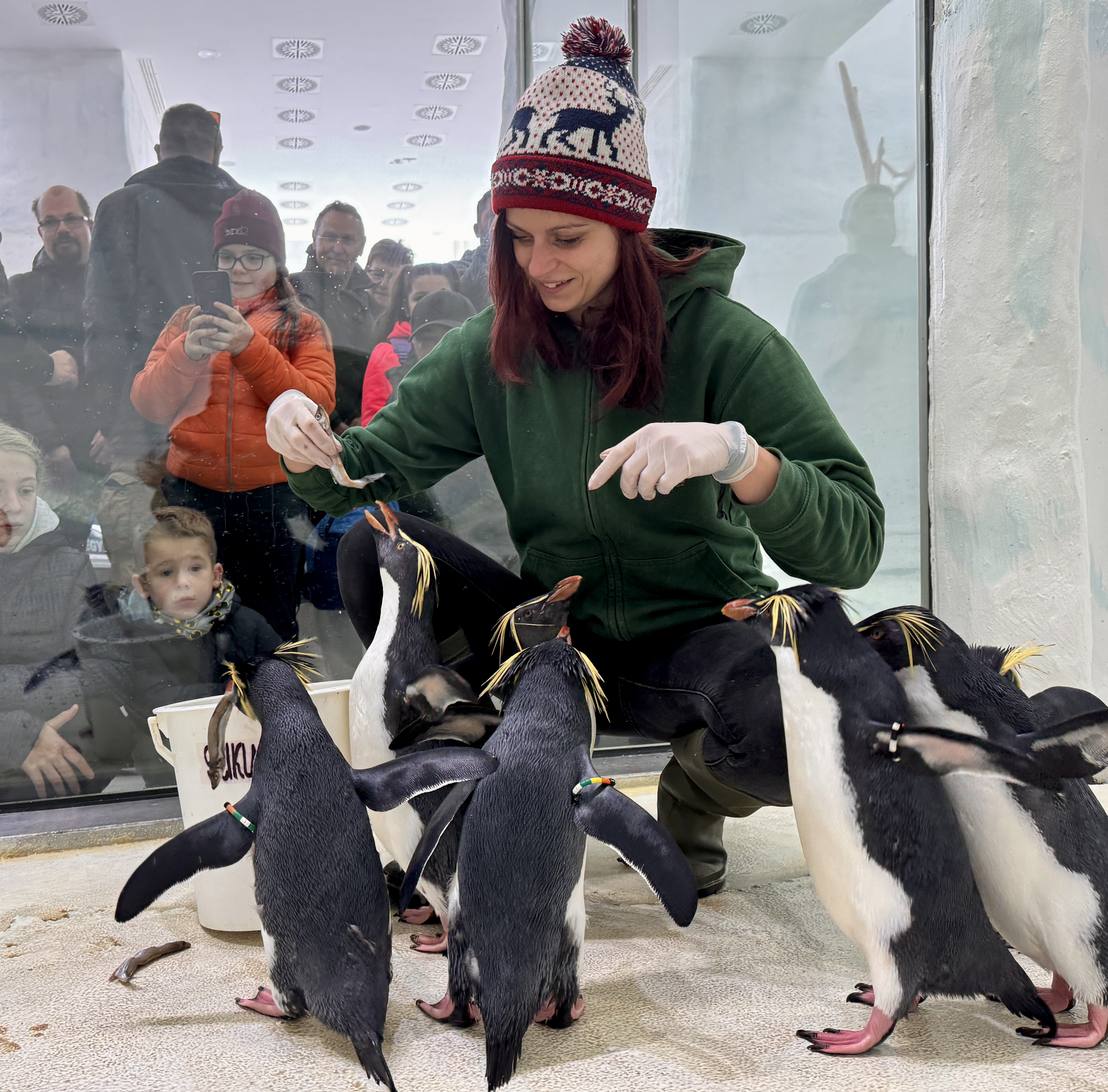 2 sziklaugró pingvinnel gazdagodott a pingvin csapatunk cikk kiemelő képe