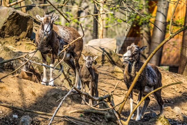 A tavasz eljövetelével egyre több kölyköt és fiókát láthatnak azok, akik ellátogatnak Állatparkunkba cikk kiemelő képe
