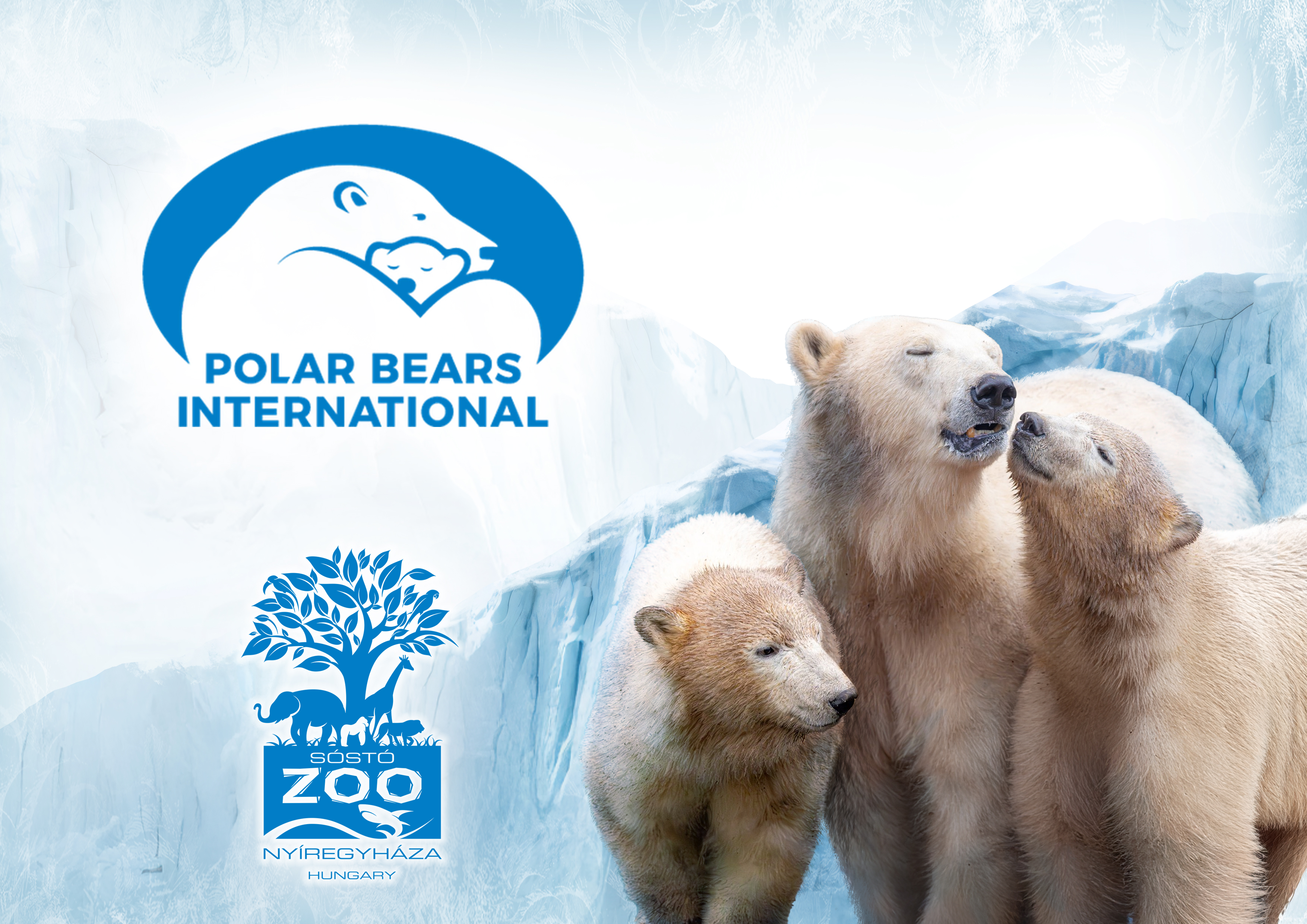 Jegesmedve bocsaink  cikk kiemelő képe