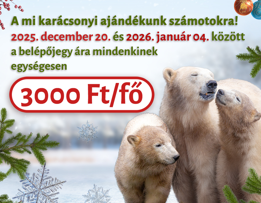 Kedvezményes belépés a téli szünetben cikk kiemelő képe