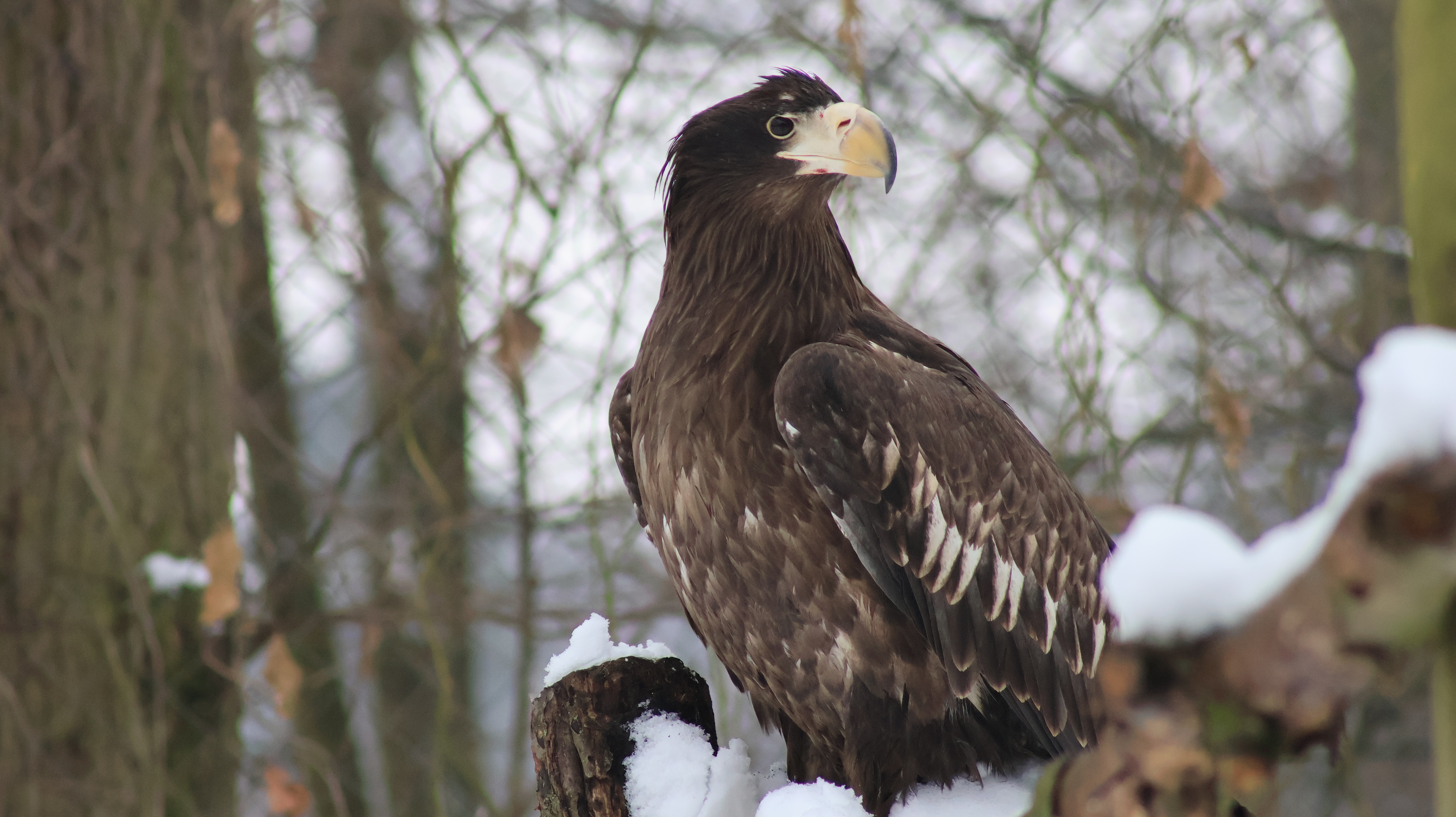 Sas-Óvoda  cikk kiemelő képe