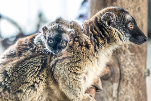 Sárgaszakállas maki született  cikk kiemelő képe