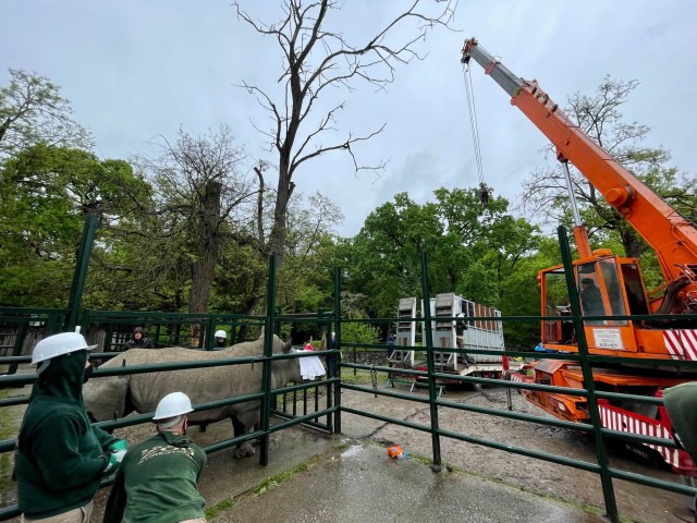 Szélesszájú orrszarvút cserélt a Nyíregyházi Állatpark és a Veszprémi Állatkert cikk kiemelő képe