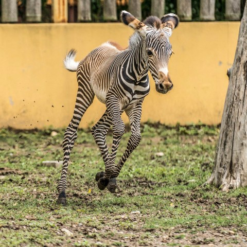 Pizsamás lovacska a Tarzan ösvényen cikk kiemelő képe