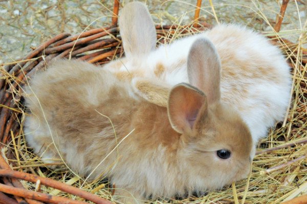 Nyúltartási tippek a felelős állattartás jegyében cikk kiemelő képe