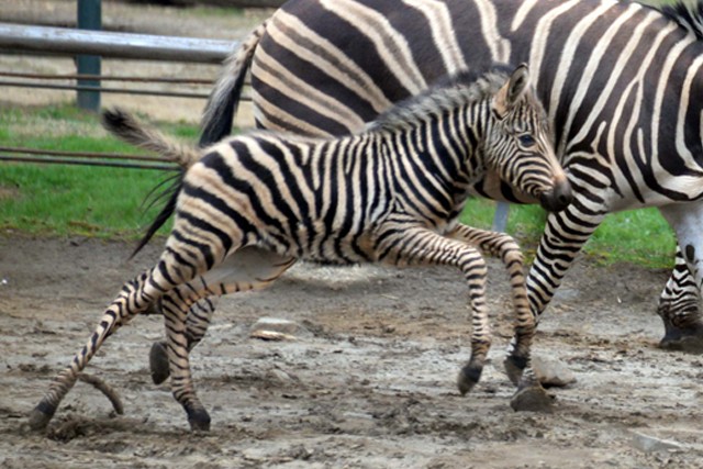 Az első vágta cikk kiemelő képe