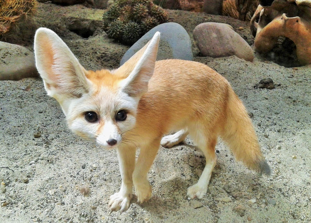 Társ érkezett Állatparkunk nőstény sivatagi rókájához cikk kiemelő képe