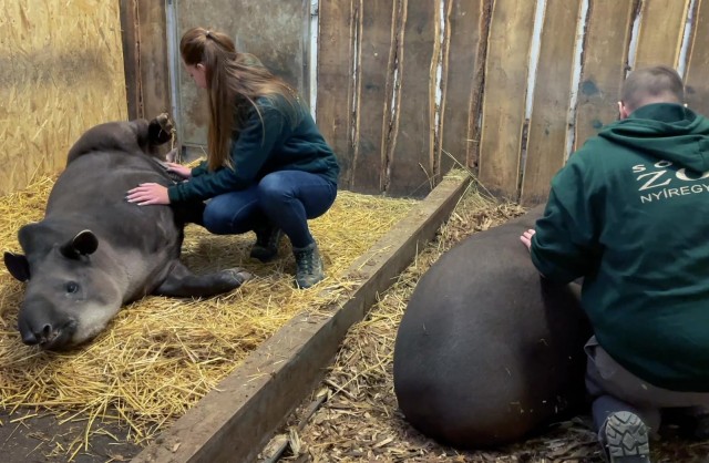 Állati kulisszatitkok cikk kiemelő képe
