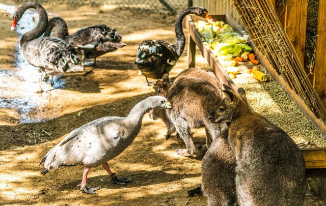 Társas kifutó az Ausztrál régiót bemutató kifutórendszerben cikk kiemelő képe