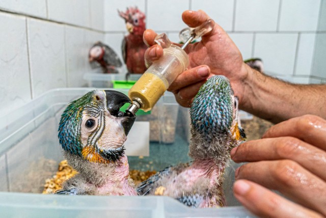 Pótpapa a madaraknál cikk kiemelő képe