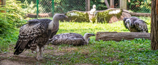 Nagy a sürgés-forgás a karvalykeselyűk háza táján cikk kiemelő képe