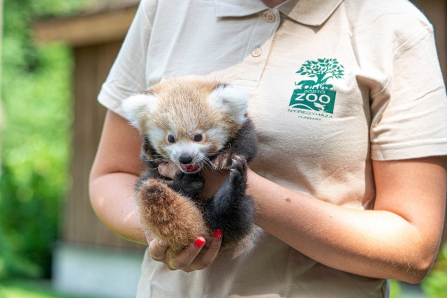 Kis panda született Állatparkunkban cikk kiemelő képe