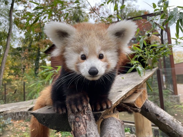 4 hónapos lett a vörös macskamedve kölyök cikk kiemelő képe