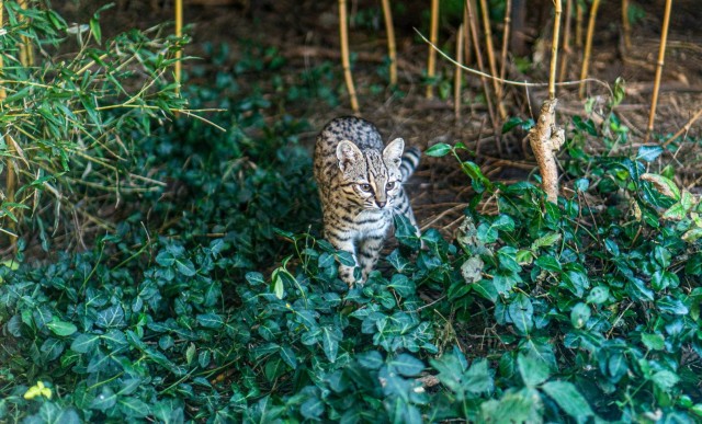 Ma van a Geoffroy-macska Világnapja! cikk kiemelő képe