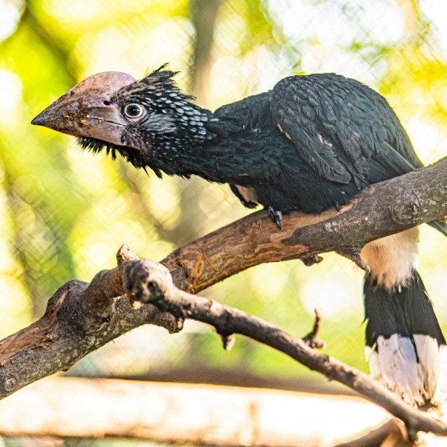 Ezüstös szarvcsőrű madarak keltek ki! cikk kiemelő képe