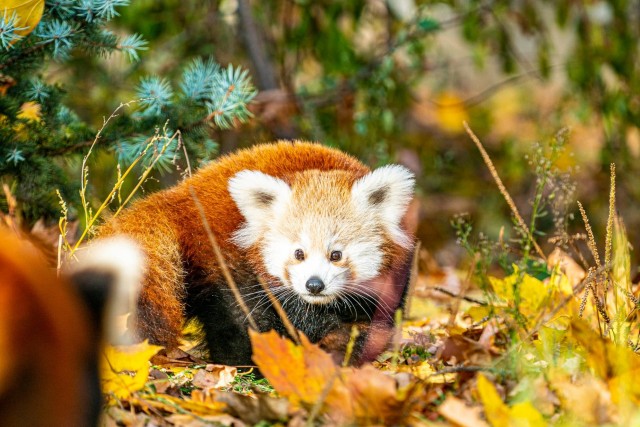Őszi kirándulás a Nyíregyházi Állatparkban! cikk kiemelő képe