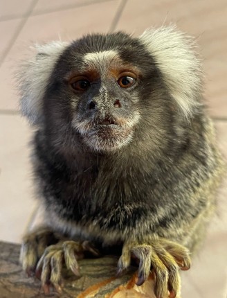 Megérkezett az első mentett állat Ukrajnából Állatparkunkba. cikk kiemelő képe