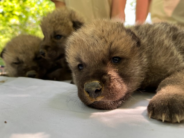 Sarki farkas hármasikrek születtek Állatparkunkban cikk kiemelő képe