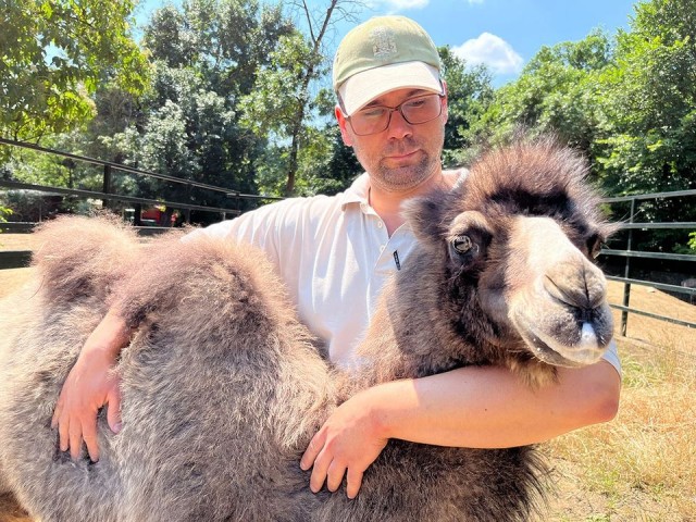 Gondozóink nevelik az elárvult kis tevét cikk kiemelő képe