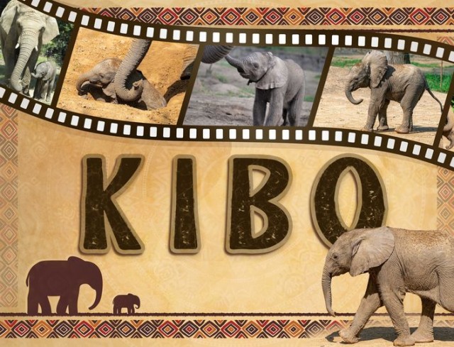 Nevet kapott a kis elefánt cikk kiemelő képe