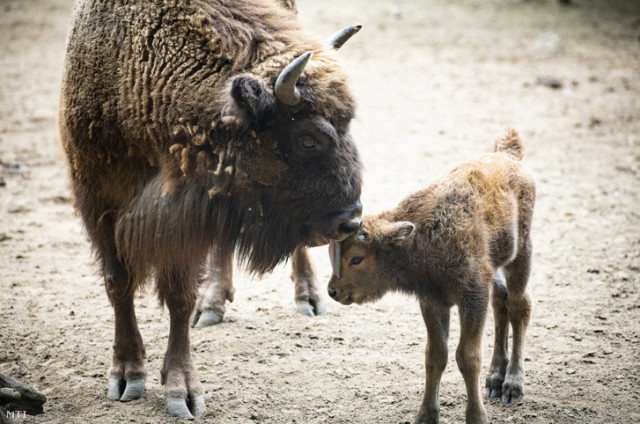 Európai bölény borjú született Állatparkunkban. cikk kiemelő képe