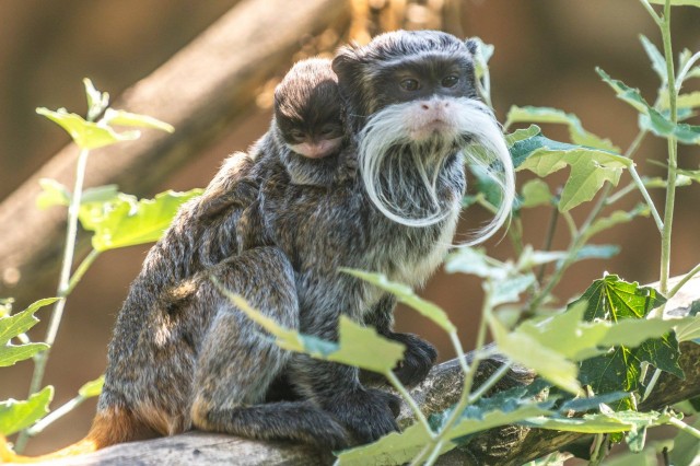 Császárbajszú tamarin születtek parkunk Viktória házában cikk kiemelő képe