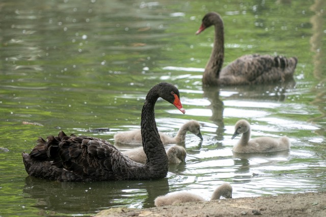 5 fekete hattyú fióka kelt ki Állatparkunkban cikk kiemelő képe
