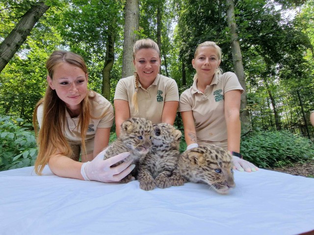 Észak-kínai leopárd hármasikrek születtek cikk kiemelő képe