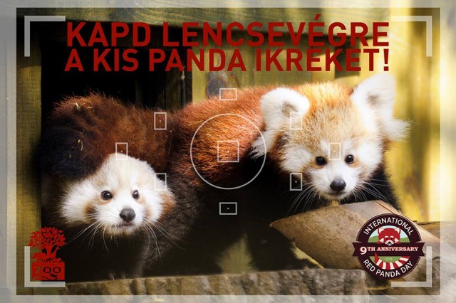 Ma van a Kis pandák Világnapja! cikk kiemelő képe