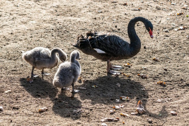 Fekete hattyúk keltek ki a Nyíregyházi Állatparkban  cikk kiemelő képe