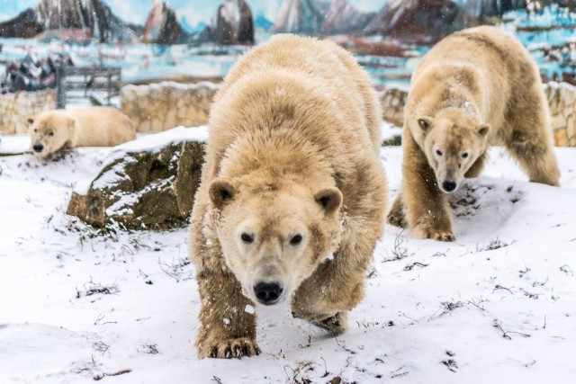 Mi nem alszunk téli álmot--Látogass el hozzánk! cikk kiemelő képe
