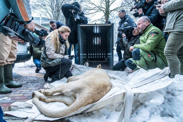 Izraelbe utaznak a nyíregyházi fehér oroszlánok cikk kiemelő képe