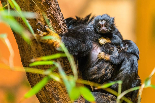 Aranykezű apróságok cikk kiemelő képe