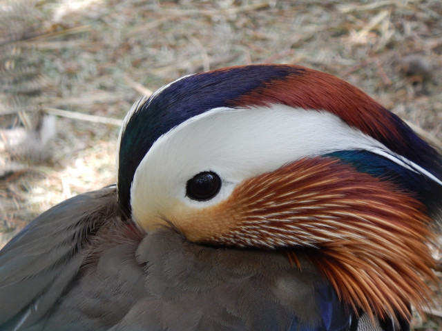 Tisztelt Látogatóink!  A kialakult helyzetre való tekintettel, a Nyíregyházi Állatpark  átmenetileg nem fogad látogatókat. cikk kiemelő képe