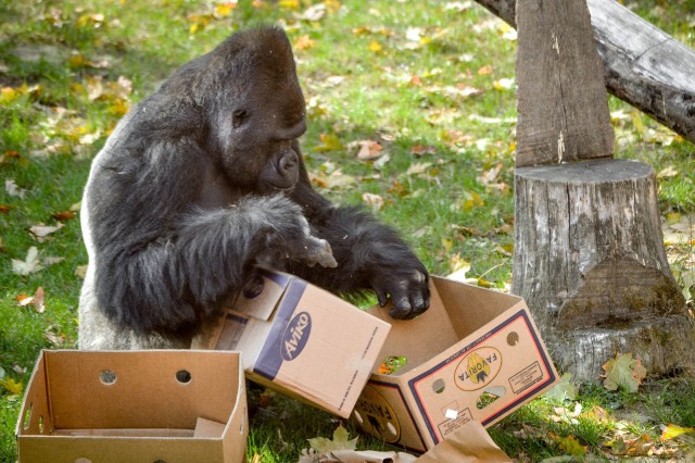 Nem is kell több, mint néhány papírguriga és doboz főemlőseink boldogságához! cikk kiemelő képe