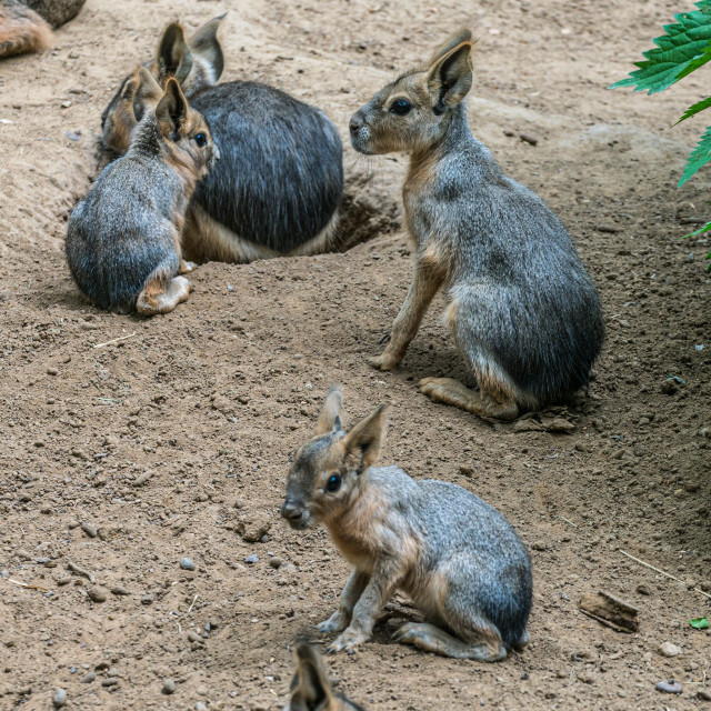 Nagy mara kölykök születtek az Andok-kalandok kifutórendszerében. cikk kiemelő képe