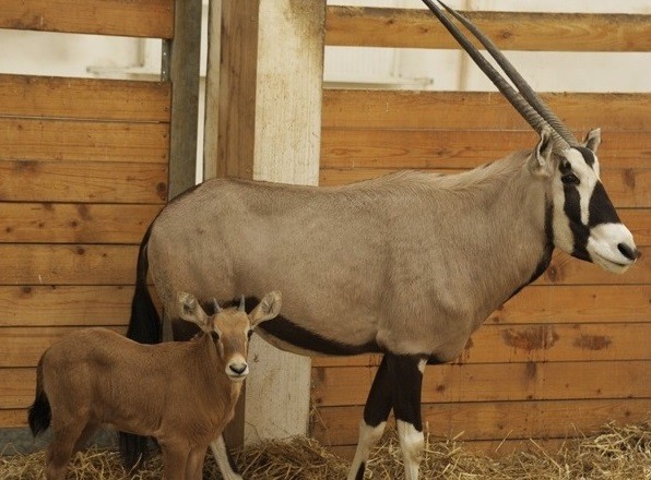 Ritka antilop született Állatparkunkban! cikk kiemelő képe