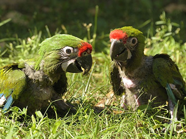 Különleges szaporulat Állatparkunkban! cikk kiemelő képe