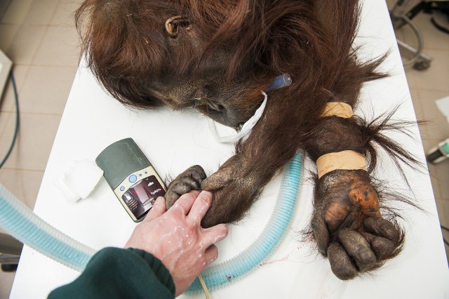 Második helyezést értek el az állatainkról készült felvételek!  cikk kiemelő képe