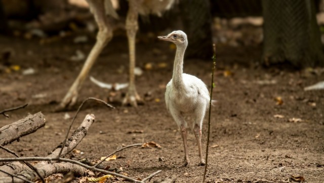 Fehér nandu kelt ki Állatparkunkban cikk kiemelő képe