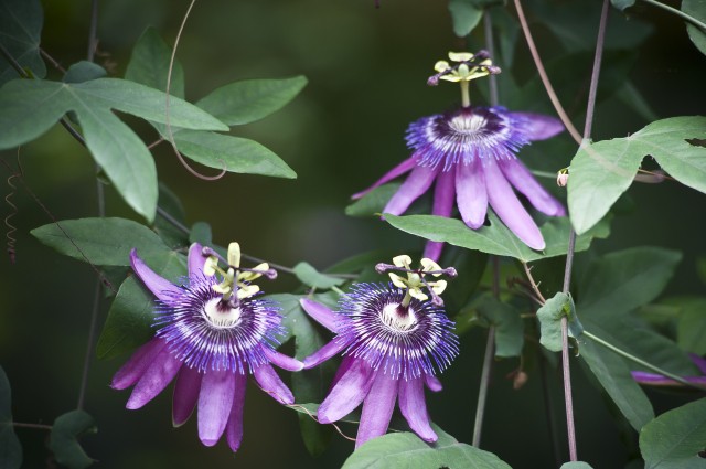 Virágzik a szenvedés virága Zöld piramisban cikk kiemelő képe
