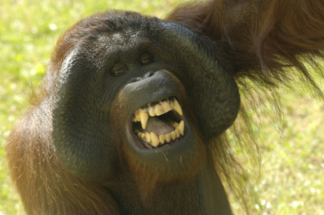 Ma van az Orangutánok Világnapja! cikk kiemelő képe