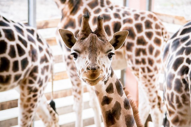 2 éves lett Kamilla,  Állatparkunk legifjabb zsiráf hölgye. cikk kiemelő képe