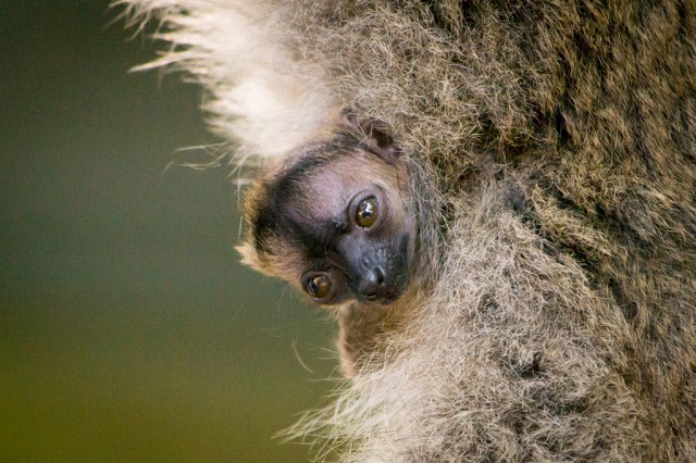 Sárgaszakállas maki született Állatparkunkban cikk kiemelő képe