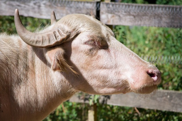 Állatparkunkban nemcsak egzotikus állatokat lehet megtekinteni, hanem a Kárpát-medence háziasított élőlényeit is megismerhetik a Parasztudvarba látogatók. cikk kiemelő képe
