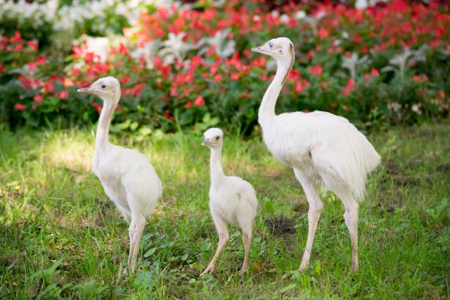 Fehér nandu fiókák keltek ki Állatparkunkban cikk kiemelő képe