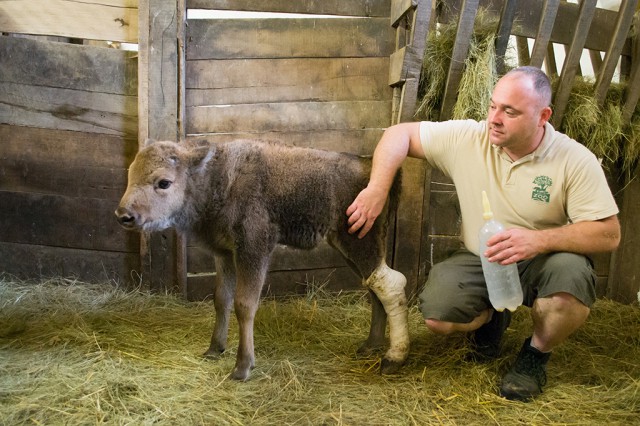 Számba vettük a 2018-as állatkölyköket cikk kiemelő képe