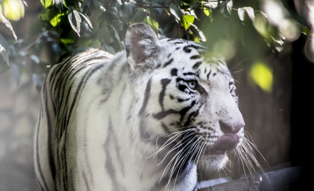Segíts, hogy a Nyíregyházi Állatpark legyen az Év Turisztikai Attrakciója!  cikk kiemelő képe