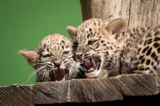 Már láthatók a perzsa leopárd ikrek cikk kiemelő képe