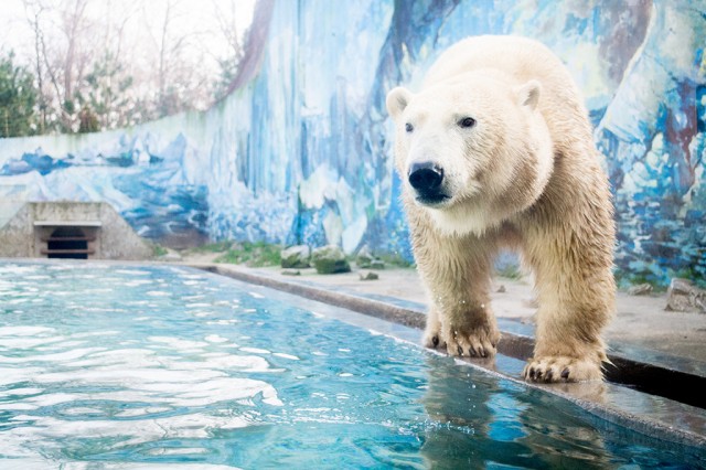 Megérkezett hozzánk a Moszkvai Állatkert ajándéka, egy 3 éves jegesmedve nőstény cikk kiemelő képe